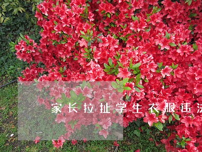 家长拉扯学生衣服违法吗