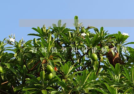 容城债务纠纷律师收费 容城债务纠纷律师收费