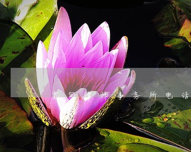 宽甸律师事务所电话号码 宽甸律师事务所电话号码