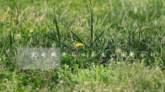 宽甸满族自治县虎山镇新合村 宽甸满族自治县虎山镇新合村