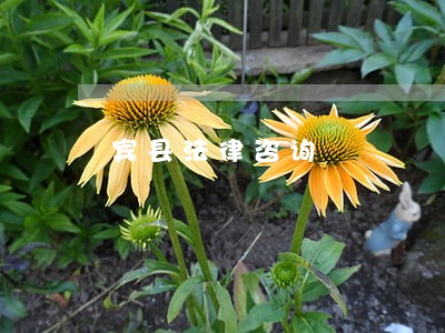 宾县法律咨询 宾县法律咨询