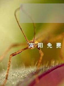 宾阳免费法律援助 宾阳免费法律援助