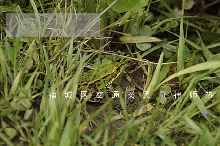 宿城区交通类民事律师热线 宿城区交通类民事律师热线