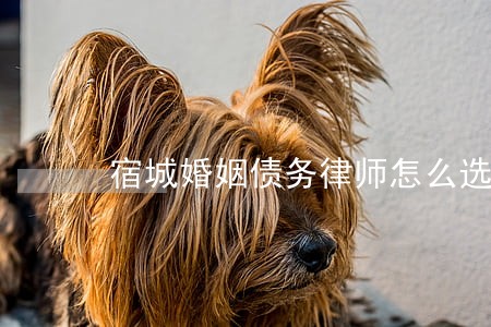 宿城婚姻债务律师怎么选 宿城婚姻债务律师怎么选