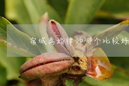 宿城离婚律师哪个比较好 宿城离婚律师哪个比较好