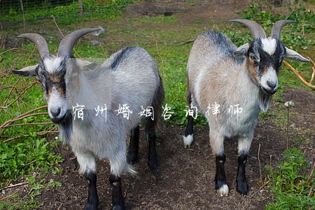 宿州婚姻咨询律师 宿州婚姻咨询律师