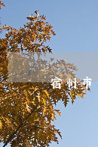 宿州市债务律师去哪找 宿州市债务律师去哪找