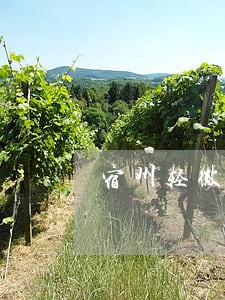 宿州轻微交通肇事诉讼期限 宿州轻微交通肇事诉讼期限