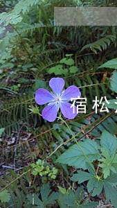 宿松法律援助 宿松法律援助