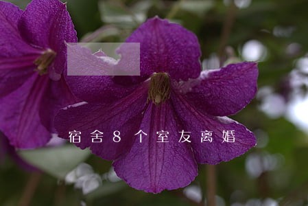 宿舍8个室友离婚 宿舍8个室友离婚