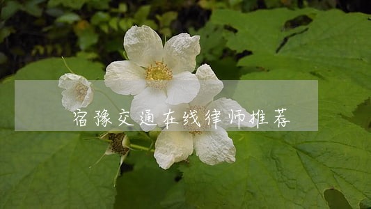 宿豫交通在线律师推荐 宿豫交通在线律师推荐
