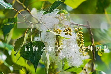 宿豫区债务欠款律师团队