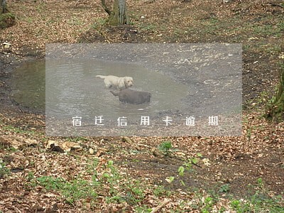 宿迁信用卡逾期 宿迁信用卡逾期