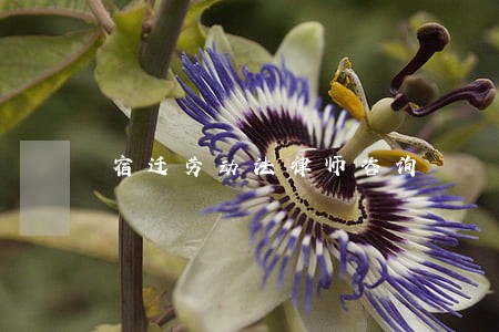 宿迁劳动法律师咨询 宿迁劳动法律师咨询