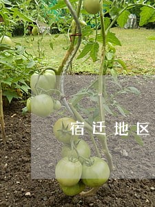 宿迁地区债务纠纷律师联系方式