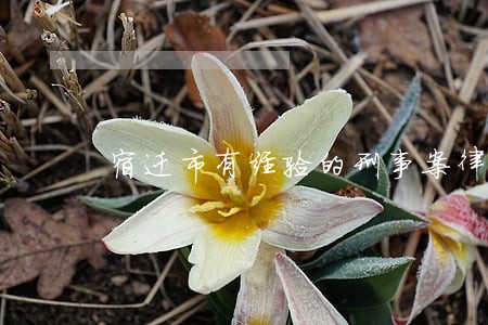 宿迁市有经验的刑事案律师找谁好 宿迁市有经验的刑事案律师找谁好