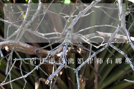 宿迁市请离婚律师有哪些 宿迁市请离婚律师有哪些