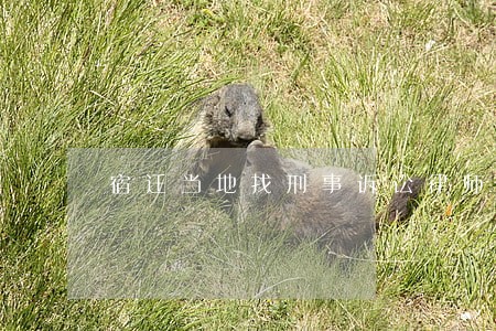 宿迁当地找刑事诉讼律师哪个好