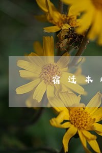 宿迁本地聘请刑事诉讼律师 宿迁本地聘请刑事诉讼律师