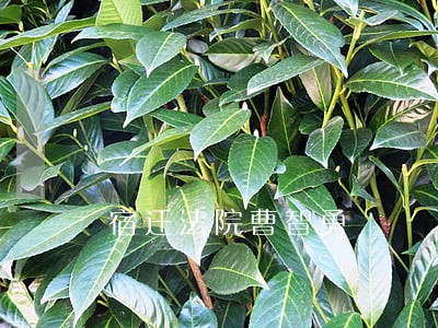 宿迁法院曹智勇 宿迁法院曹智勇