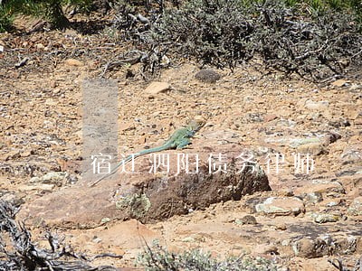 宿迁泗阳债务律师 宿迁泗阳债务律师