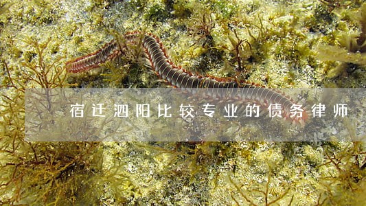 宿迁泗阳比较专业的债务律师