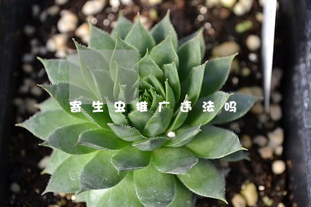 寄生虫推广违法吗