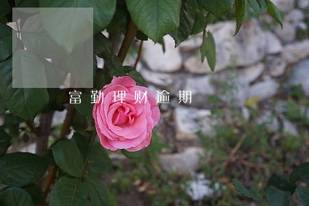 富勤理财逾期 富勤理财逾期