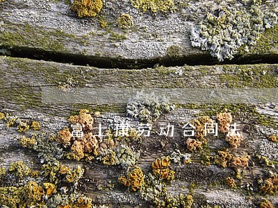 富士康劳动合同法 富士康劳动合同法