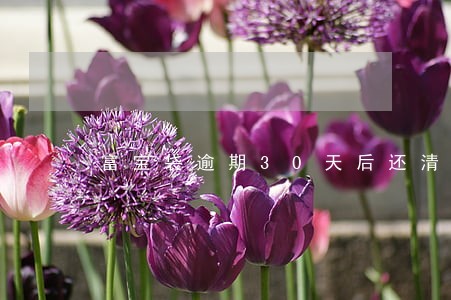 富宝袋逾期30天后还清 富宝袋逾期30天后还清