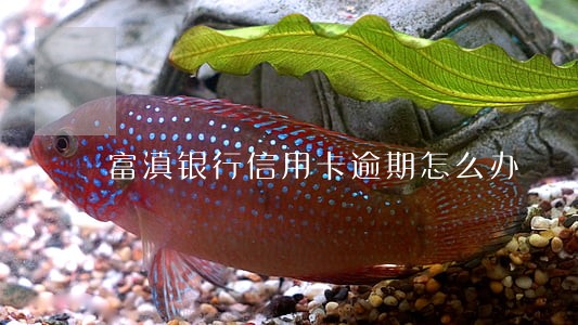 富滇银行信用卡逾期怎么办