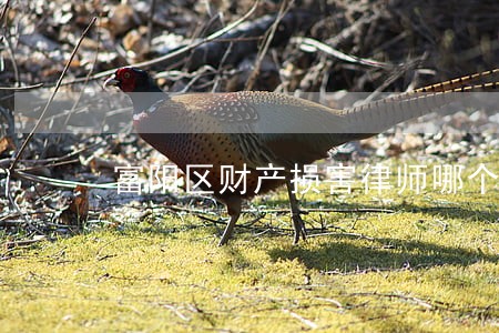富阳区财产损害律师哪个好 富阳区财产损害律师哪个好