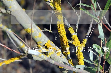 对依法应当通过诉讼仲裁行政复议