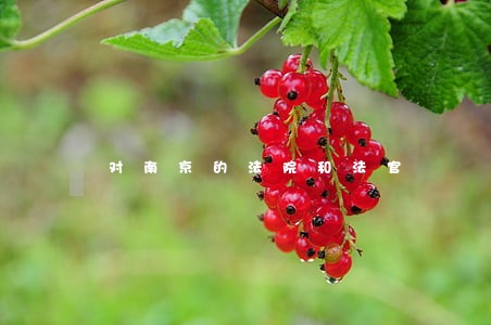 对南京的法院和法官 对南京的法院和法官