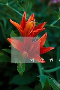 对外经济贸易大学公司法答案 对外经济贸易大学公司法答案