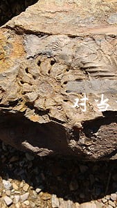 对当地法院判决不服怎么办