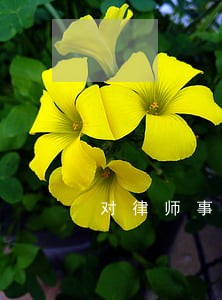 对律师事务所的监督管理 对律师事务所的监督管理
