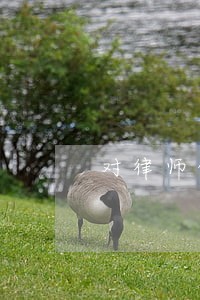 对律师的信托无效的信托 对律师的信托无效的信托