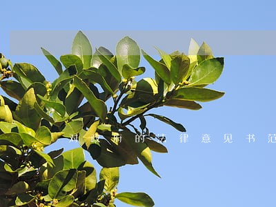对政府的法律意见书范文