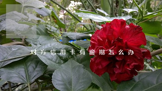 对方信用卡有逾期怎么办 对方信用卡有逾期怎么办