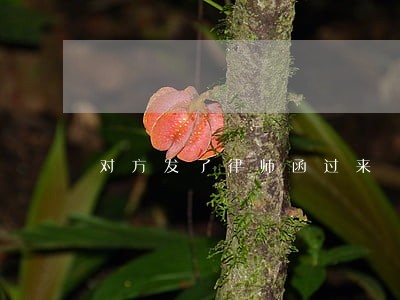 对方发了律师函过来 对方发了律师函过来