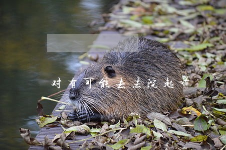 对有可能去法院起诉 对有可能去法院起诉