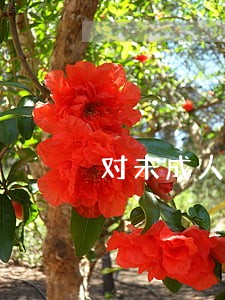 对未成人犯罪提供法律援助 对未成人犯罪提供法律援助