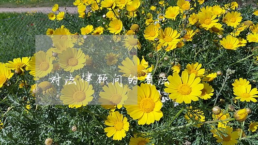 对法律顾问的看法 对法律顾问的看法