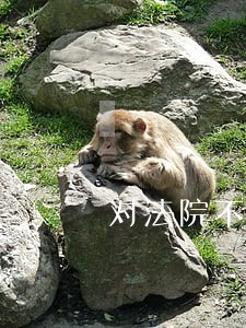 对法院不予受理裁定上诉状