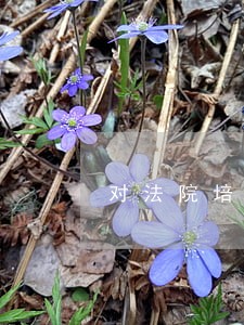 对法院培训的建议 对法院培训的建议