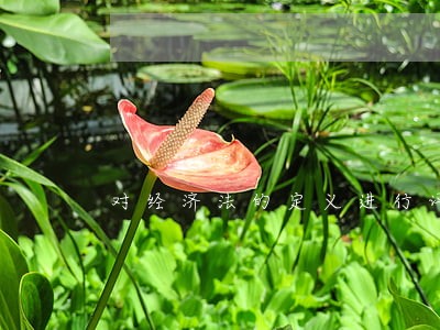 对经济法的定义进行评析 对经济法的定义进行评析