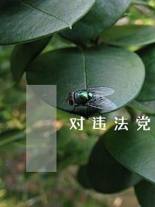 对违法党员除名 对违法党员除名