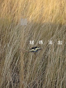 对违法出租房租的行为处罚 对违法出租房租的行为处罚
