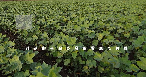 对逾期未归还贷款要怎么处理